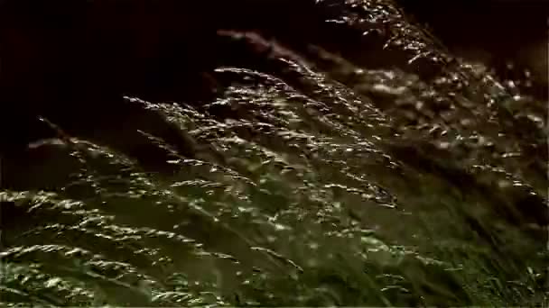 Çimen, mera, çayır, Rüzgar, salıncak, yeşil, kahverengi — Stok video