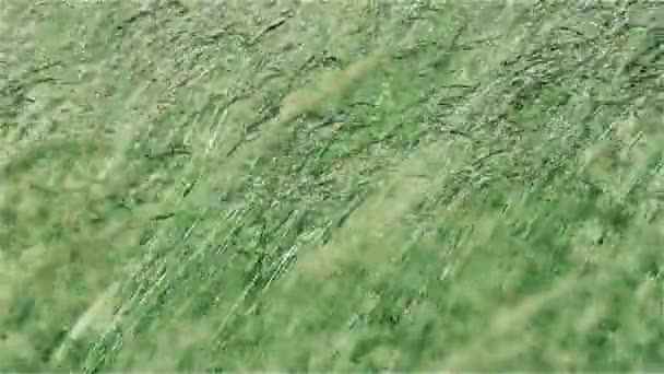 Herbe, Pâturage, Prairie, Vent, Balançoire, Vert, Nature, Pailles, Tiges — Video