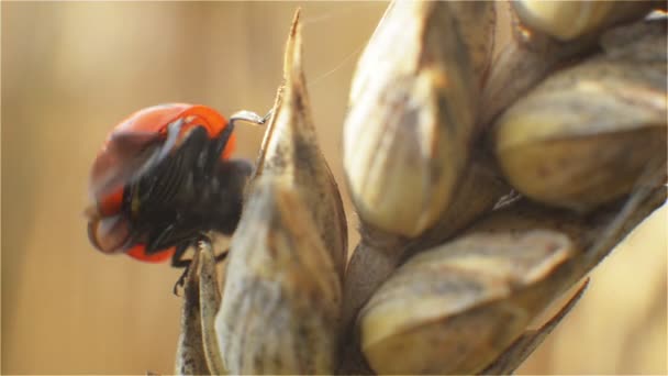 Coccinelle, insectes, ailes, scarabée, taches de rousseur, dans le seigle, vol — Video