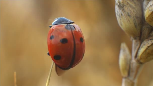 Coccinelle, insectes, ailes, scarabée, taches de rousseur, dans le seigle, coccinelle — Video