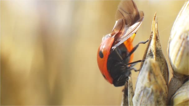 Mariquita, insectos, alas, escarabajo, pecas, en el centeno — Vídeo de stock