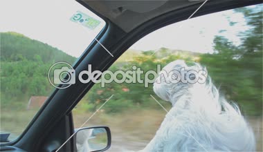 Köpek, Araba sürme, hızlı, eğlenceli, keyfi, pencere, Araba, hayvan, burun
