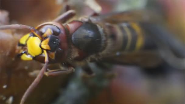 ホーネット、昆虫、バグ、ワスプ、スティング、アップル、動物、自然、翼、アンテナ腐ってつつい — ストック動画