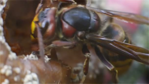 Sršeň, hmyz, Bug, vosa, Sting, okusování shnilé jablko, zvířata, příroda, křídla — Stock video