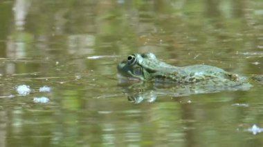 A frog in its natural environment croaking in a pond where the croaking of frogs can be heard during mating season.