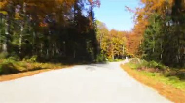 Sonbahar ormandan sürüş