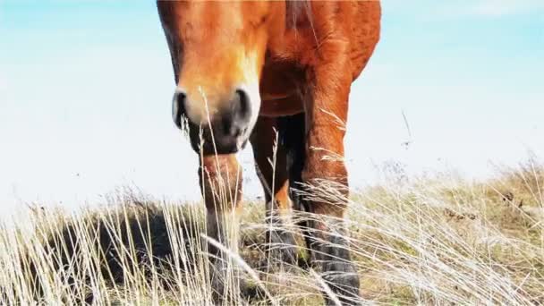 Pferd auf dem Berg — Stockvideo