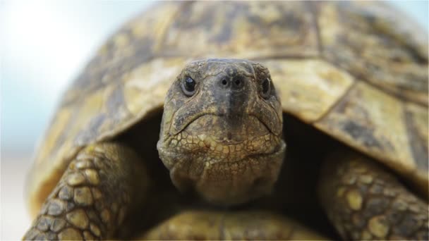 Frente de tortuga desde un ángulo bajo — Vídeo de stock