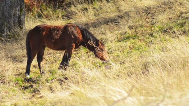 Cavalo, potro Grazing em pastagens de montanha — Vídeo de Stock