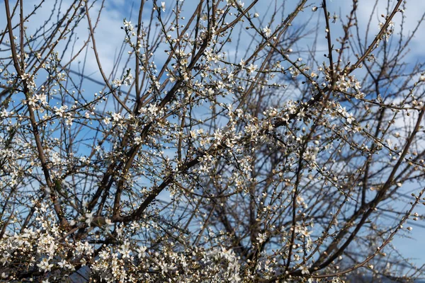 Mavi gökyüzüne karşı kayısı çiçek — Stok fotoğraf