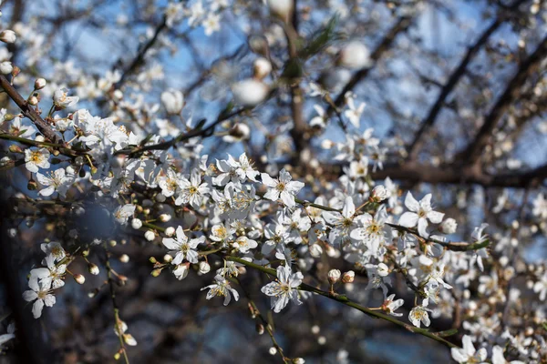 Meruňkových květů proti modré obloze — Stock fotografie