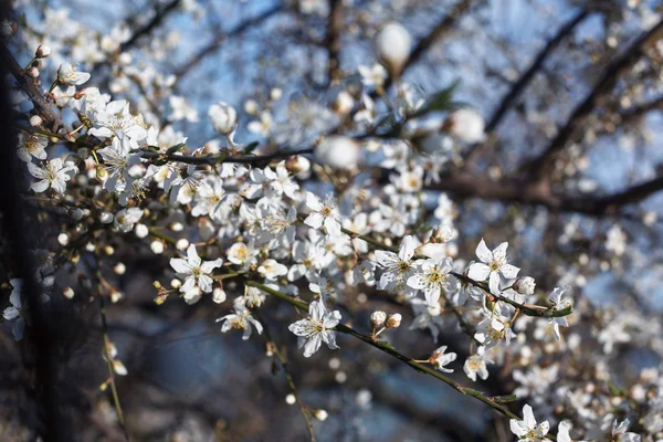 Meruňkových květů proti modré obloze — Stock fotografie