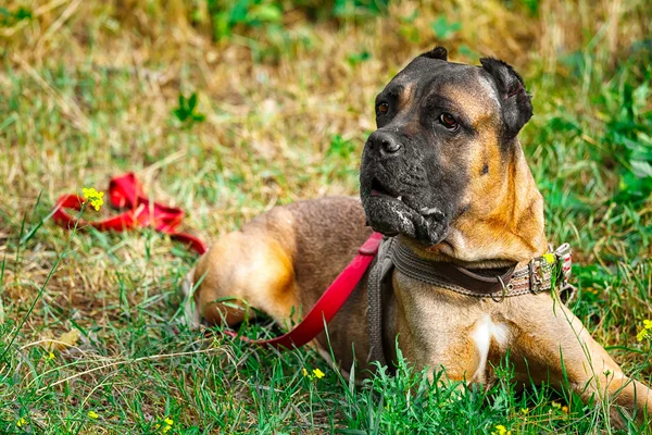 Καφέ Cane corso italiano ξαπλωμένος στο γρασίδι — Φωτογραφία Αρχείου