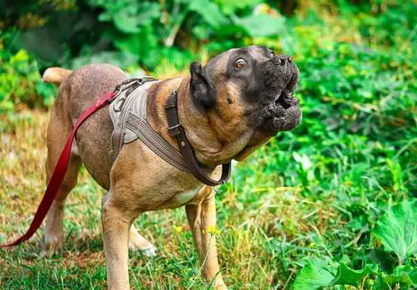 Καφέ Cane corso italiano ξαπλωμένος στο γρασίδι — Φωτογραφία Αρχείου