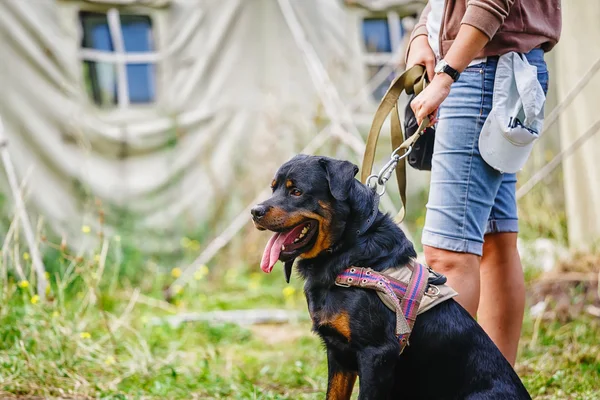 The portrait of sit Rottweiler dog at camp background — Stock Photo, Image