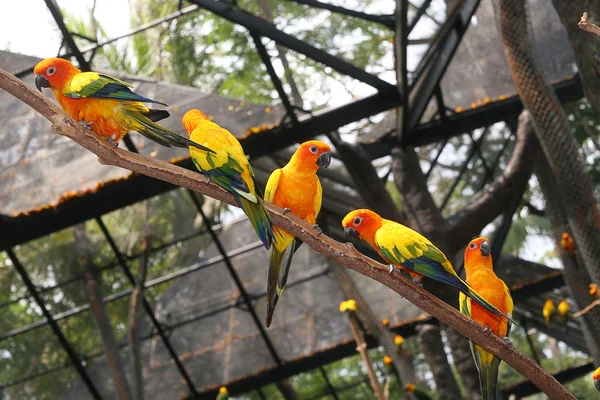 Parrot — Stock Photo, Image