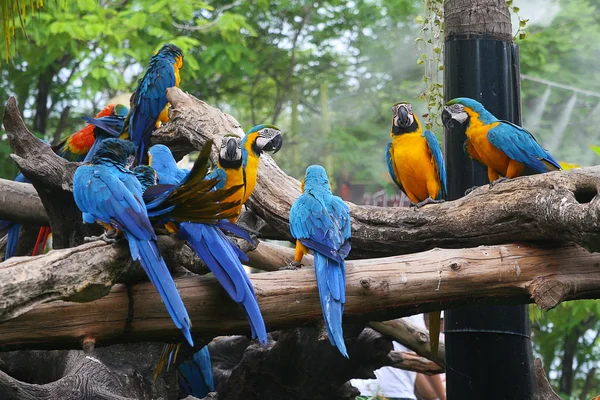 Parrot — Stock Photo, Image