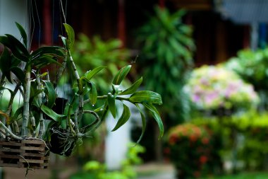 tropikal bitki örtüsü