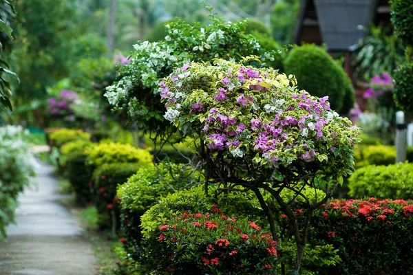 tropikal bitki örtüsü