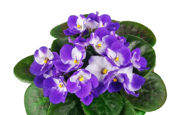 Violet in bloempot — Stockfoto