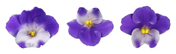 Flor violeta aislada — Foto de Stock