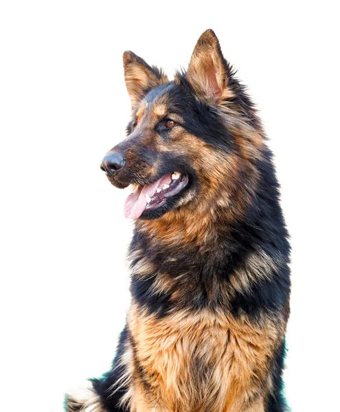 German Shepherd dog, isolated over white — Stock Photo, Image