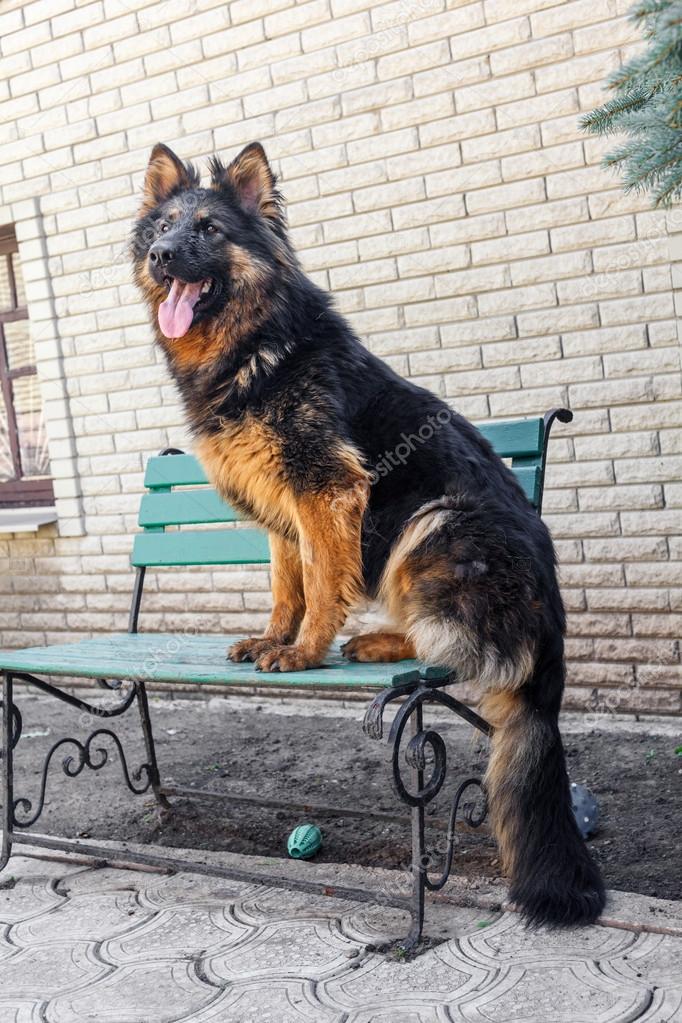 German Shepherd dog, 