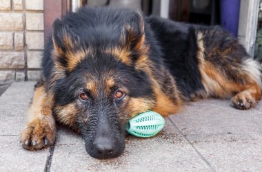 Alman çoban köpeği., 
