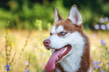 Yalnız yaz Park'ta mavi gözlü Sibirya Husky