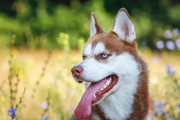 Siberian Husky with blue eye at the summer park alone — Stock Photo, Image