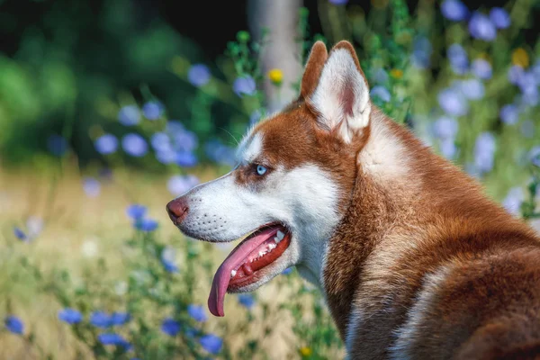 Siberian Husky with blue eye at the summer park alone — Stock Photo, Image