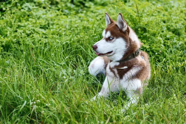 Husky siberiano con el ojo azul en la hierba verde — Foto de Stock