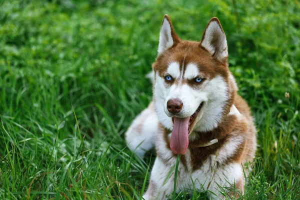 Σιβηρία σκύλος χάσκεϋ με μπλε μάτι στο καταπράσινο γρασίδι — Φωτογραφία Αρχείου