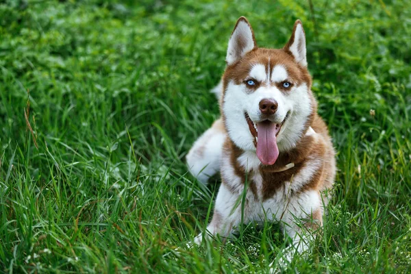 Σιβηρία σκύλος χάσκεϋ με μπλε μάτι στο καταπράσινο γρασίδι — Φωτογραφία Αρχείου