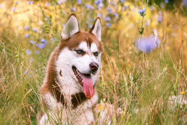 Siberische Husky met blue eye in de zomer park alleen — Stockfoto