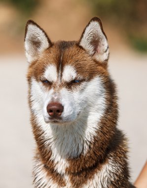 Mavi gözlü Sibirya Husky
