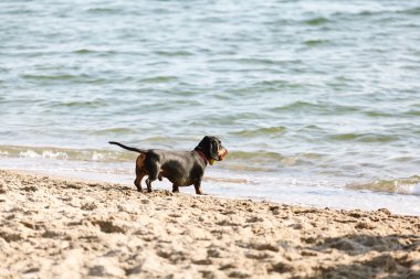 Dachshund güneşli günün kum plajındaki