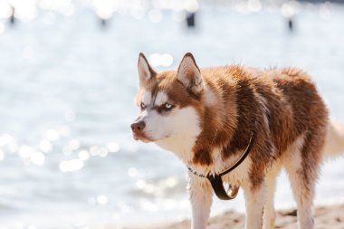 Mavi gözlü Sibirya Husky