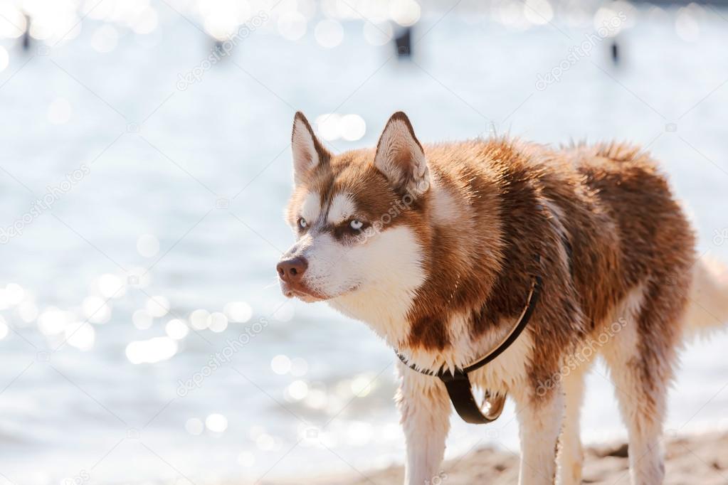 Red Siberian Husky Blue Eyes Baby Husky With Blue Eyes For Sale