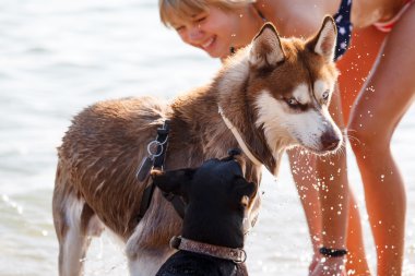 Mavi gözlü Sibirya Husky