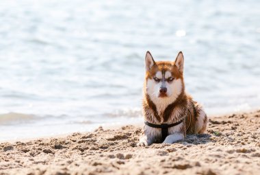 Mavi gözlü Sibirya Husky