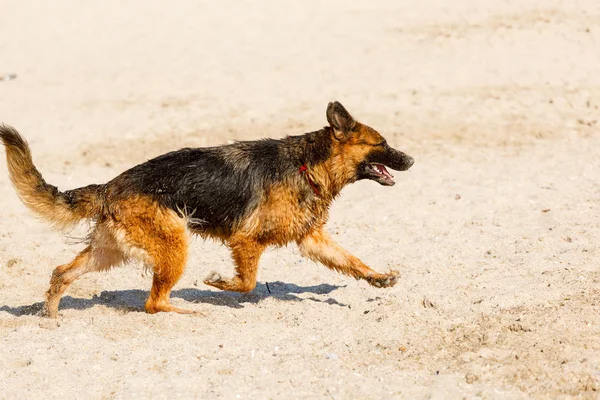 Long haired german shepherd running on the beach — Stock Photo, Image