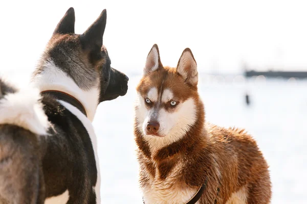 Siberian Husky with blue eye — Stock Photo, Image