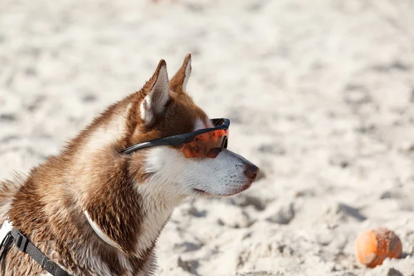 Husky kum üzerinde güneş gözlüğü olarak döşeme