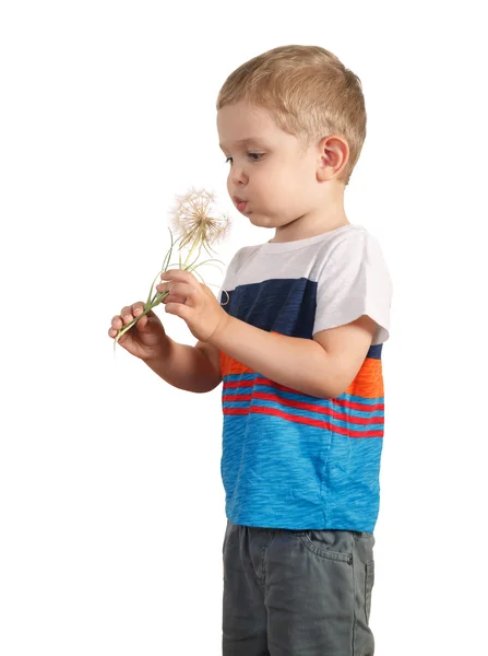Toddle boy holding giant Dandelion. isolated on white — Stock Photo, Image
