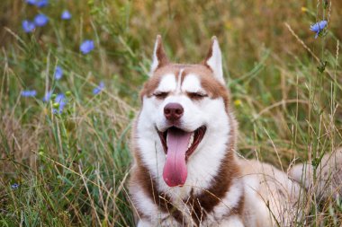 Yeşil çimen, mavi gözlü Sibirya Husky