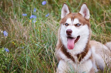 Yeşil çimen, mavi gözlü Sibirya Husky