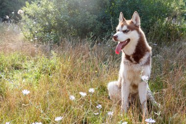 Yalnız yaz Park'ta mavi gözlü Sibirya Husky