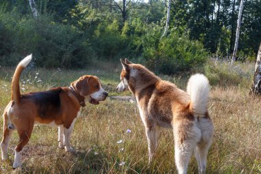 Siberian dış yapraklar yeşil çimen, beagle ile