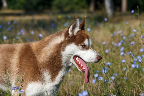 Yalnız yaz Park'ta mavi gözlü Sibirya Husky — Stok fotoğraf